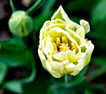 Yellow tulip with a bud の写真素材