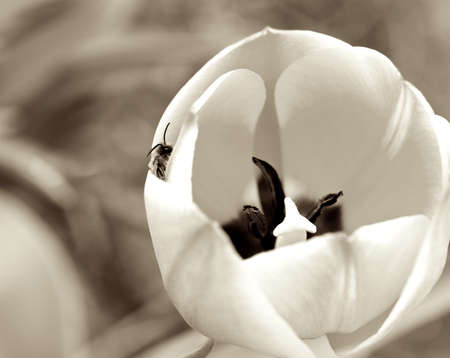 Dream of a spring morning の写真素材