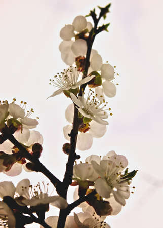 Spring flowering 
