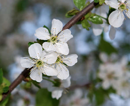 Spring Garden 