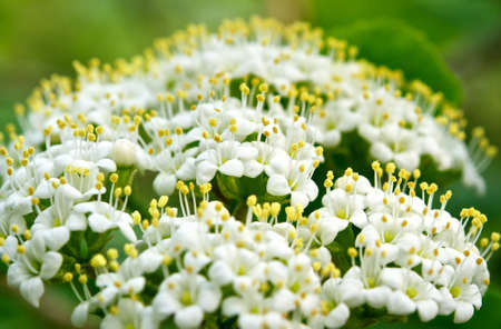 Spring pollen の写真素材