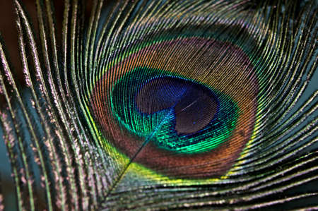 The perfection of nature の写真素材