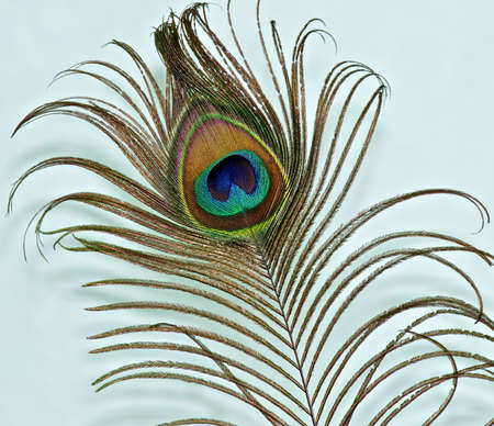 Peacock feather on a green background の写真素材
