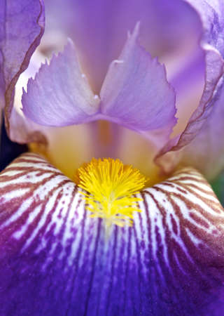 Iris の写真素材