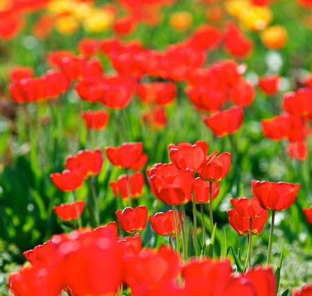 Spring tulips の写真素材