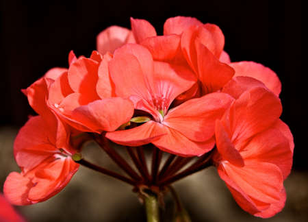 Geranium 
