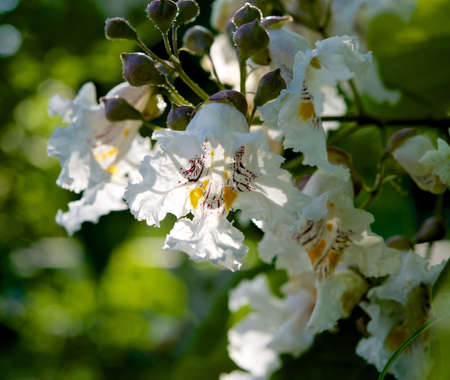 Summer shade の写真素材
