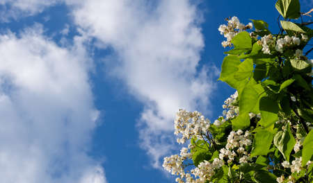 Summer air の写真素材