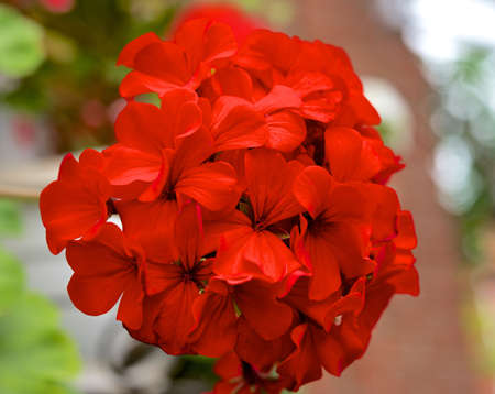 Scarlet geraniumsの写真素材