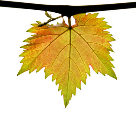 Grape leaf の写真素材