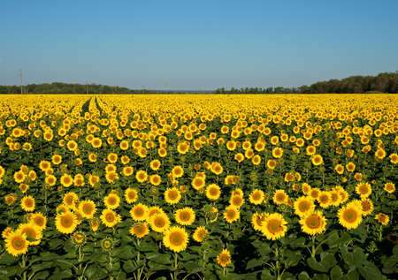 A field of sunflowers.の写真素材