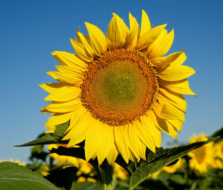 A piece of the sunの写真素材