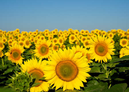 Sunflowers.の写真素材