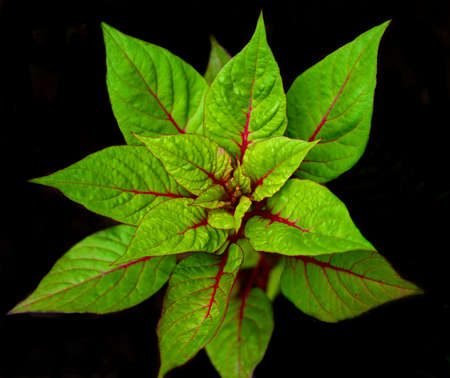 Beet leaves.