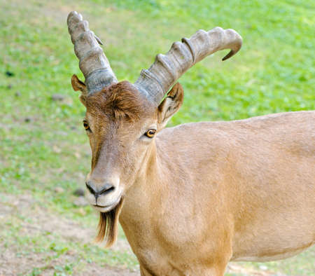 Mountain goatの写真素材