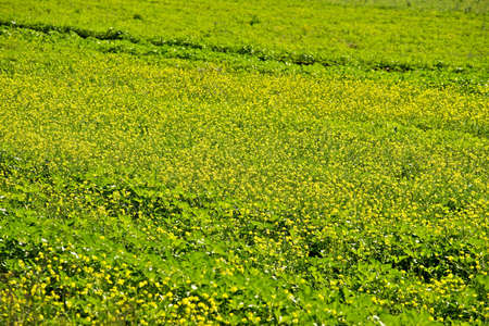 Sunny Meadow.の写真素材