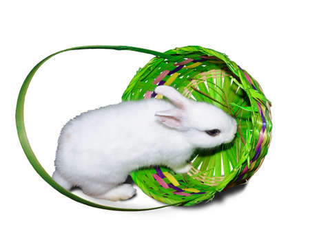 White rabbit in basket 