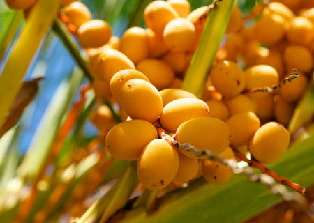 Yellow dates の写真素材