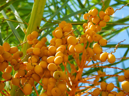 Yellow dates の写真素材