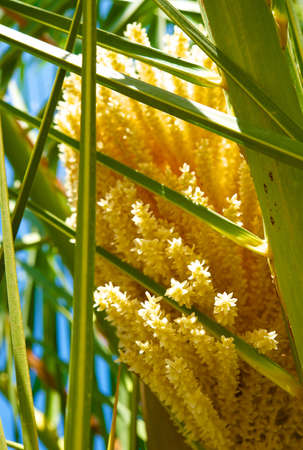 Blooming tree の写真素材