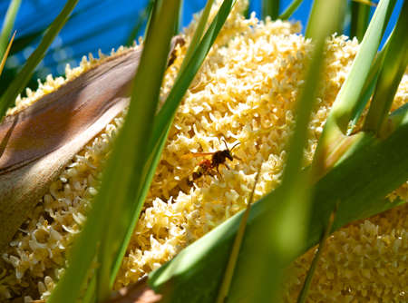 Wasp on palm flowers の写真素材