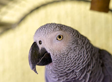 Parrot の写真素材
