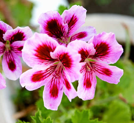 Pink flowers の写真素材