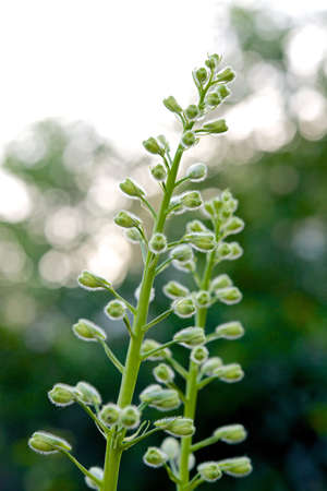 Inflorescence の写真素材