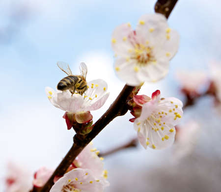 A bee on a spring flower 