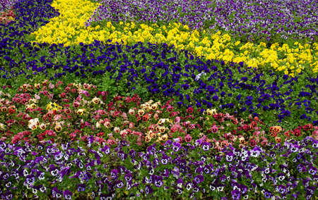 Garden violets の写真素材