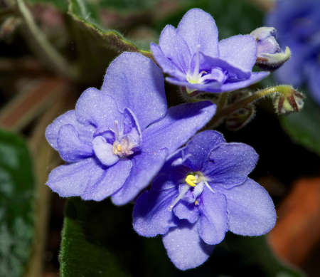 Violet の写真素材