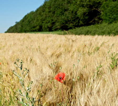 Poppy in a field of wheat の写真素材