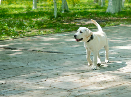 Puppy for a walk の写真素材