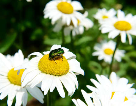 A beetle on a daisy の写真素材