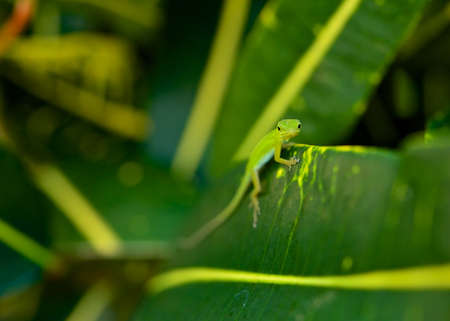 Glimpse of grassの写真素材