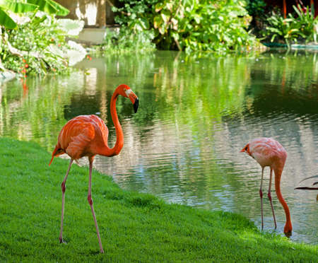 Flamingos in the pondの写真素材