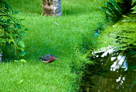 Bird pondの写真素材