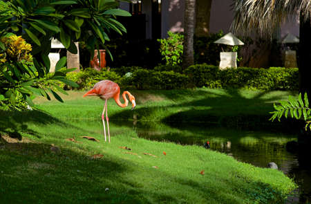 Flamingo pondの写真素材