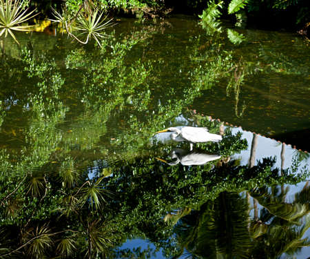 Hunting in the reflectionの写真素材