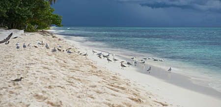 Gulls on the shore of the ocean の写真素材
