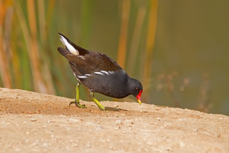 A Common Moorhen (Gallinula chloropus) pecking on the groundの写真素材