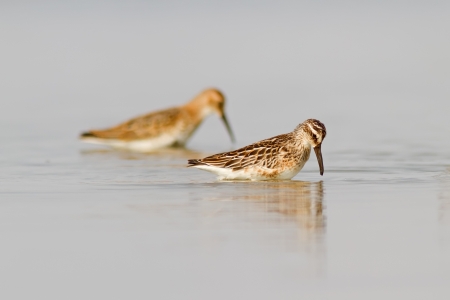 A Broad-billed Sandpiper (Limicola falcinellus) with a de-focused Dunlin (Calidris alpina) in the backgroundの写真素材