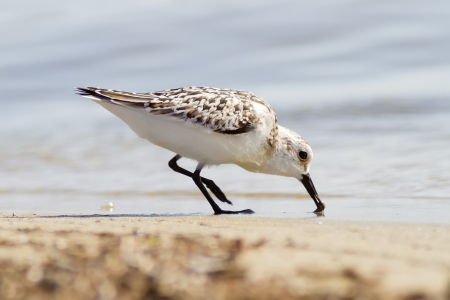 A Sanderling  Calidris alba  pecking the sand for foodの写真素材