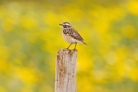 A Whinchat (Saxicola rubetra) standing on a pole