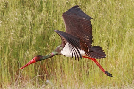 A Black Stork  Ciconia nigra  just took offの写真素材