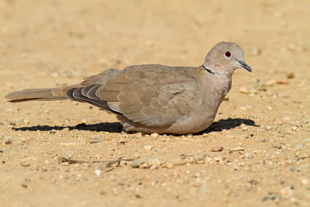A Eurasian Collared Dove  Streptopelia decaocto  sitting on the groundの写真素材