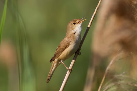 A European Reed Warbler (Acrocephalus Scirpaceus) singing on a reedの写真素材