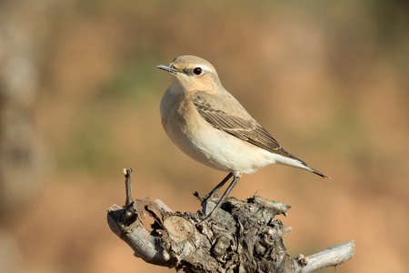 A Northern Wheatear (Oenanthe oenanthe) sitting on a logの写真素材