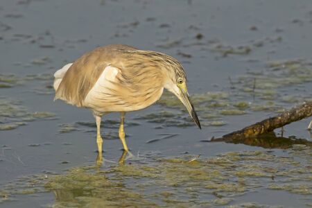 A Squacco Heron (Ardeola ralloides) searching for foodの写真素材