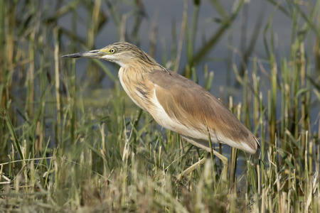 A Squacco Heron (Ardeola ralloides) standing in the reedsの写真素材